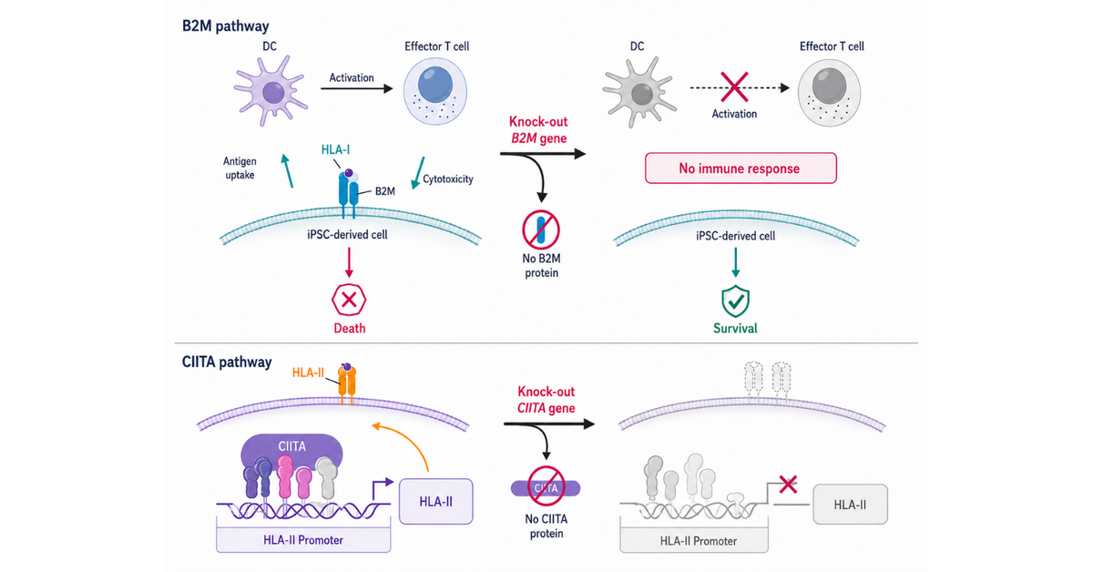 AI-Designed CRISPR Enables Hypoimmune iPSC Engineering for Off-the
